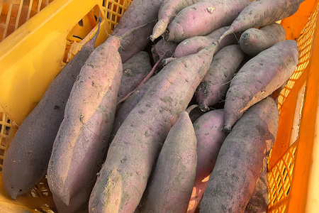 訳あり品!茨城県産熟成べにはるか 約5kg さつまいも サツマイモ 芋 いも 茨城県 那珂市 B15-005