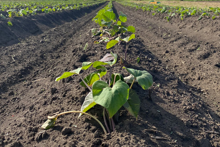 訳あり品!茨城県産熟成べにはるか 約5kg さつまいも サツマイモ 芋 いも 茨城県 那珂市 B15-005