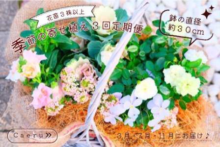 季節の寄せ植え 3回定期便 かわいい 寄せ植え 季節 彩 ガーデニング