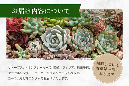 多肉植物 抜き苗 アソート 40セット 詰め合わせ 多肉植物 観葉植物 インテリア 寄せ植え 誕生日プレゼント オシャレ 多肉 観葉 おまかせ セット 植物 苗 種類 色々 ランダム 農園直送 栽培 ガーデニング 寄せ植え用 多肉専科