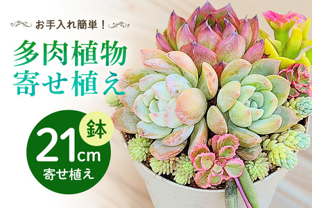 可愛い多肉植物 寄せ植え 21cm鉢 多肉植物 観葉植物 インテリア 寄せ植え 誕生日プレゼント オシャレ 多肉 観葉 おまかせ セット 植物 苗 種類 農園直送 栽培 ガーデニング 寄せ植え用 多肉専科