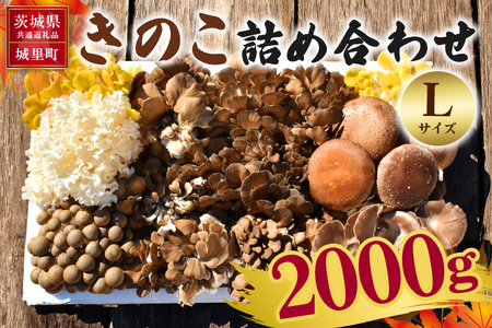 きのこの詰め合わせ Lサイズ 2Kg 茨城県共通返礼品 城里町産 舞