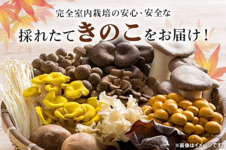 きのこの詰め合わせ Lサイズ 2kg 茨城県共通返礼品 城里町産 舞茸