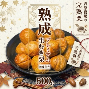 【 吉原農場 の 完熟栗 】 熟成 プレミアム 生むき栗 ( 渋皮付き ) 1袋 500g 令和7年産 [CX013ci]