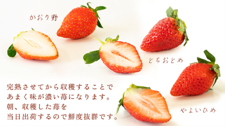 【 2ヶ月 定期便 】完熟 いちご 4パック [AF100ci]
