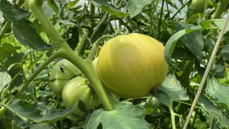 【 訳あり 】 地下水100％で作る美味しい 「 桃太郎トマト 」 4kg 野菜 桃太郎 トマト とまと 地下水 ミネラル [DU010ci]