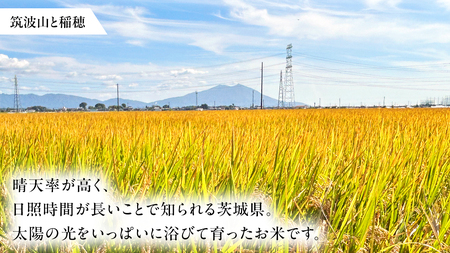 茨城県 筑西市産 コシヒカリ 精白米 10kg 令和6年産 新米 単一原料米 精米 米 お米 コメ 白米 こしひかり 茨城県 [AF103ci]