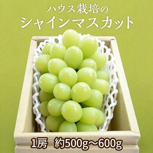 ハウス栽培 の シャインマスカット 1房 ( 約500g?600g ) 令和8年産 先行予約 [EK001ci]