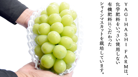 ハウス栽培 の シャインマスカット 2房 ( 約1kg?1.2kg ) 令和8年産 先行予約 [EK002ci]