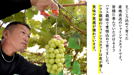 ハウス栽培 の シャインマスカット 2房 ( 約1kg?1.2kg ) 令和8年産 先行予約 [EK002ci]