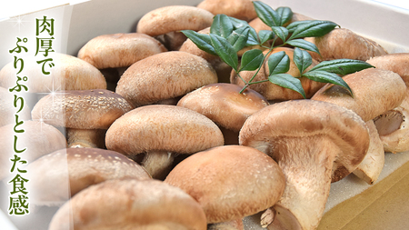 【 ファーム大畑 】 まろ福生椎茸 1kg [AK004ci]