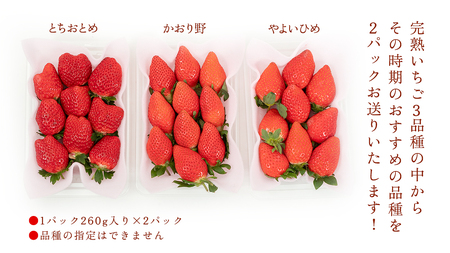 【 年内お届け 】 完熟 いちご 2パック [AF113ci]