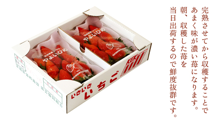 【 年内お届け 】 完熟 いちご 2パック [AF113ci]