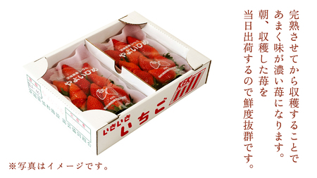 【 年内お届け 】 完熟 いちご 4パック [AF114ci]