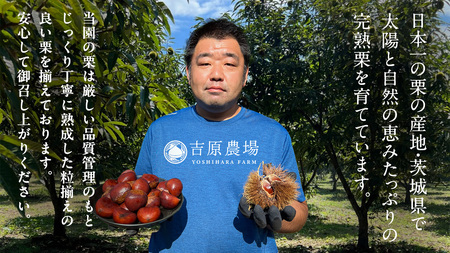 栗きんとん 「 栗の深雫 」 ラム 1箱　 [CX027ci]