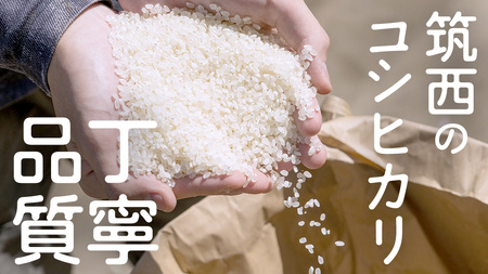 コシヒカリ 精米 10kg [EX007ci]