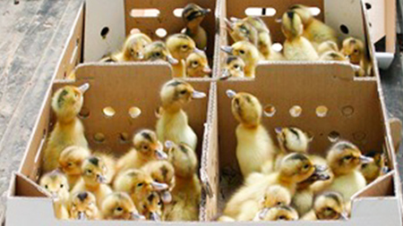 愛がも米 「 コシヒカリ 」 2kg ( 精米 )  [AI001ci]