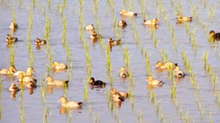 愛がも米 「 コシヒカリ 」 2kg ( 精米 )  [AI001ci]