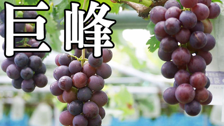 【 藤澤ブドウ園 】 自慢 の 巨峰 約2kg 2026年産 先行予約 [AH002ci]