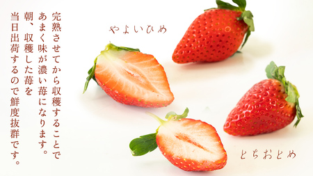 完熟 やよいひめ ・ とちおとめ 食べ比べ 4パック [AF006ci]