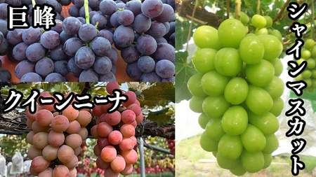 【 藤澤ブドウ園 】 旬 の おすすめ セット 約2.5kg 2026年産 先行予約 [AH001ci]