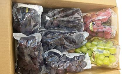 【 藤澤ブドウ園 】 旬 の おすすめ セット 約2.5kg 2026年産 先行予約 [AH001ci]