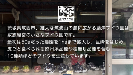 【 藤澤ブドウ園 】 旬 の おすすめ セット 約2.5kg 2026年産 先行予約 [AH001ci]