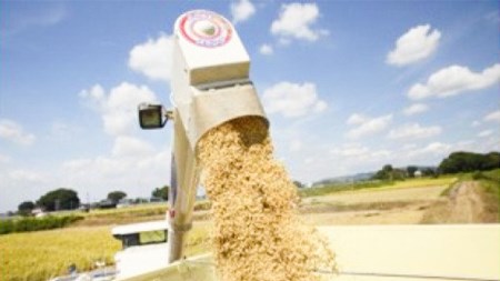 玄米 百笑米 「 天の恵 」 有機栽培 ミルキークイーン 10kg R7年産 米 コメ 茨城県 単一米 [AC015ci]