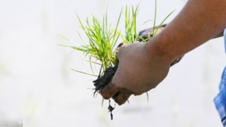 玄米 百笑米 「 天の恵 」 有機栽培 ミルキークイーン 10kg R7年産 米 コメ 茨城県 単一米 [AC015ci]