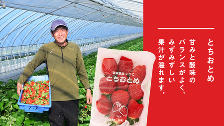 完熟 とちおとめ 4パック [AF057ci]