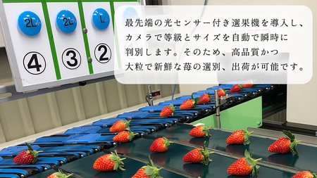 完熟 とちおとめ 4パック [AF057ci]