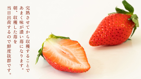 完熟 やよいひめ 4パック 先行予約 大粒 イチゴ 苺 いちご フルーツ 果物 [AF059ci]