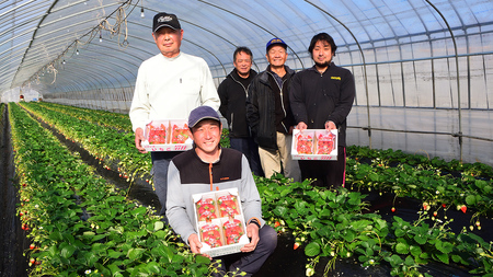 茨城県産　高級いちご　やよい姫　8パックセット　シャインマスカット 楽天市場】茨城県 いちご やよいひめの通販