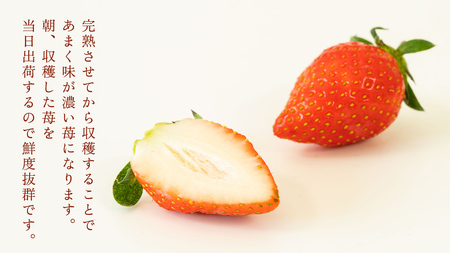 完熟 かおり野 2パック [AF061ci]