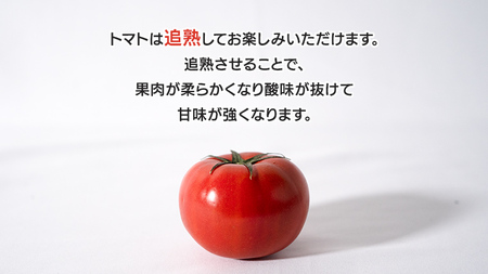  てるて姫 小箱 約800g × 1箱 【7~13玉/1箱】 てるてひめ 糖度9度 以上 スーパーフルーツトマト 野菜 フルーツトマト フルーツ トマト とまと [AF070ci]