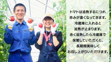 フルーツトマト 大箱 約2.6kg × 2箱 [AF073ci]