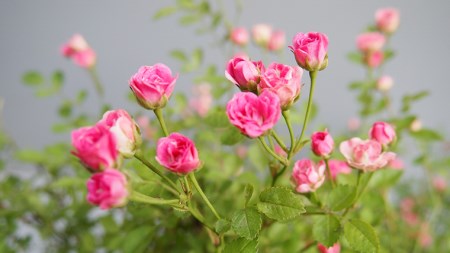 MANABoo 春吉 はるきち ミニハット グレー系 お花 薔薇 ロリィタ