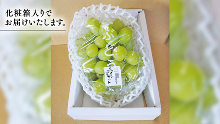 期間限定 ！ 筑西市産 シャインマスカット 1房 2026年産 [BW065ci]