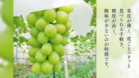 期間限定 ！ 筑西市産 シャインマスカット 1房 2026年産 [BW065ci]