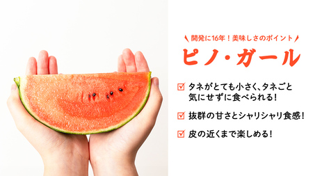 【 訳あり 】 こだますいか 「 ピノ・ガール 」 2玉 [AF081ci]