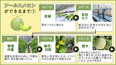 完熟 アールスメロン 大箱 4玉～5玉 [AF082ci]