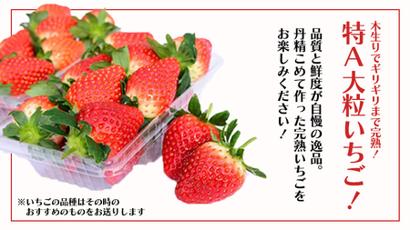 【 野菜ソムリエ 厳選 】 旬 の フルーツ定期便 ( イチゴ スタート ) 先行予約 [AF085ci]