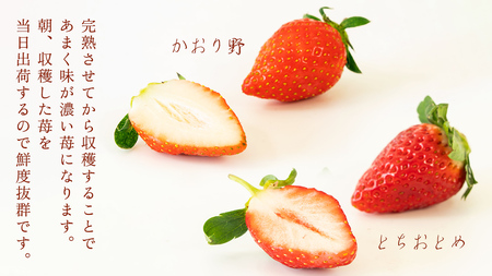 完熟 かおり野 ・ とちおとめ 食べ比べ 4パック [AF088ci]