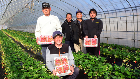 完熟 かおり野 ・ とちおとめ 食べ比べ 4パック [AF088ci]