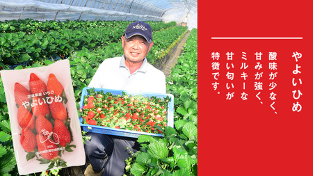 完熟 かおり野 ・ やよいひめ 食べ比べ 4パック [AF089ci]