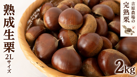 【 吉原農場 の 完熟栗 】 熟成 生栗 2kg 2Lサイズ 令和7年産 完熟 栗 くり クリ 栗ごはん 贈答 ギフト 果物 フルーツ 数量限定 旬 秋 冬 正月 おせち [CX004ci]