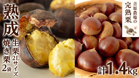 12/21入金確認分まで年内配送】【 吉原農場 の 完熟栗 】 熟成 生栗