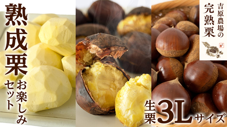 【 吉原農場 の 完熟栗 】 熟成 栗 お楽しみ セット ( 生栗 3Lサイズ )  [CX016ci]