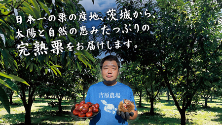 【 吉原農場 の 完熟栗 】 熟成 焼き栗 10袋  ( 200g × 10袋 )  [CX017ci]