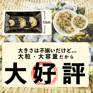 北海道鹿部町産 訳あり ”前浜ボイルつぶ ” 1.2kg（300g×4袋）つぶ貝 刺身